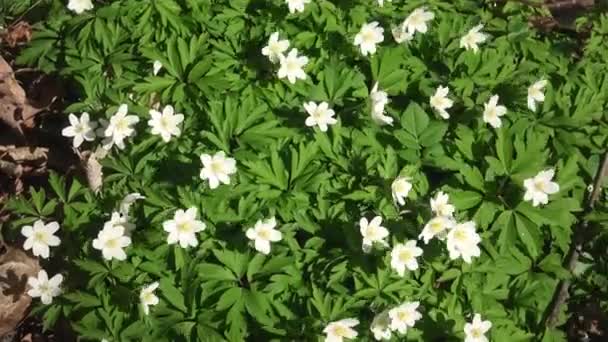 Anêmona Madeira Anemone Nemorosa Chão Floresta Primavera — Vídeo de Stock