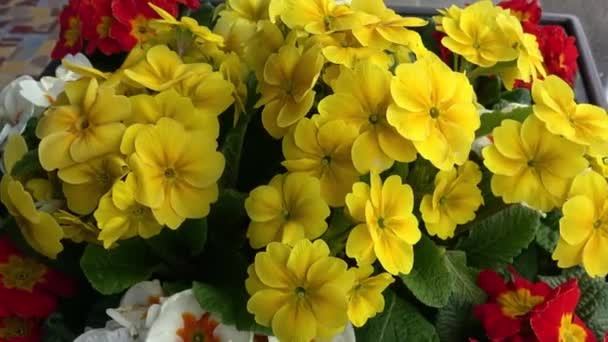 Colorful Fresh Spring Primula Flowers — Stock Video