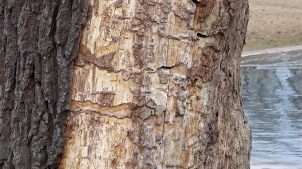 Yaşlı Ağaç Gövdesi Ölü Ağaç Eski Ağaç Kabuğuna Yakından Bakmak — Stok video