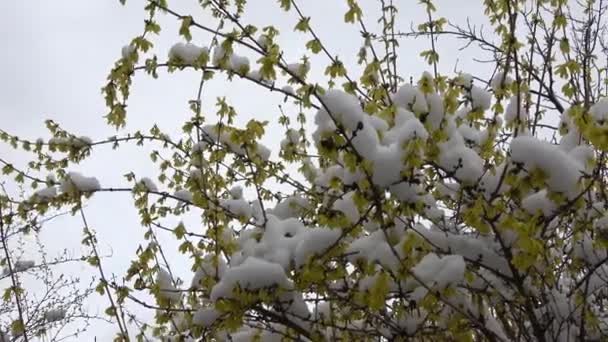 Yellow Flowers Forsythia Snow — Vídeo de stock