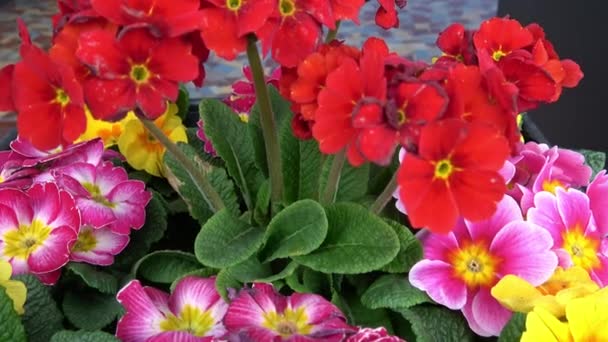 Colorido Fresco Primavera Primula Flores — Vídeo de Stock
