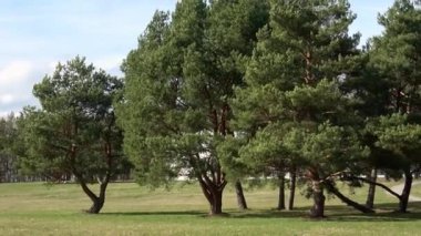 Eğri gövdeli küçük bir çam ağacı koruluğu. Çam ağaçlarından oluşan küçük bir grup. Bahar manzarası.