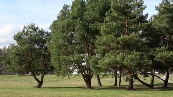 Een Kleine Bos Van Pijnbomen Met Kromme Stammen Compacte Groep — Stockvideo