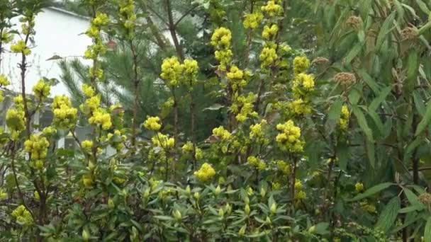 Vista Planta Con Flores Mahonie Berberis Aquifolium — Vídeos de Stock