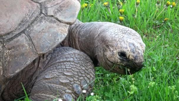 Aldabra Giant Tortoise Aldabrachelys Gigantea Eating Grass — стоковое видео