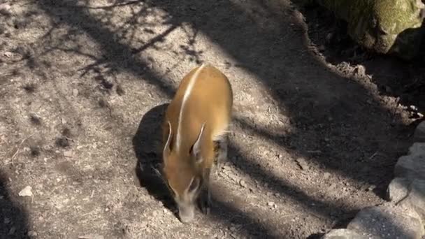 Rotes Flussschwein Potamochoerus Porcus Auf Nahrungssuche — Stockvideo