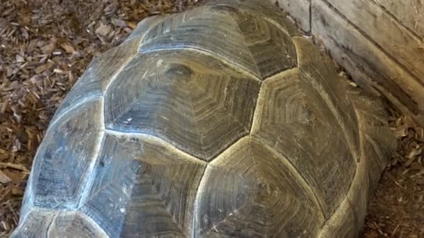 Extreme Close Tortoise Shell — Stockvideo