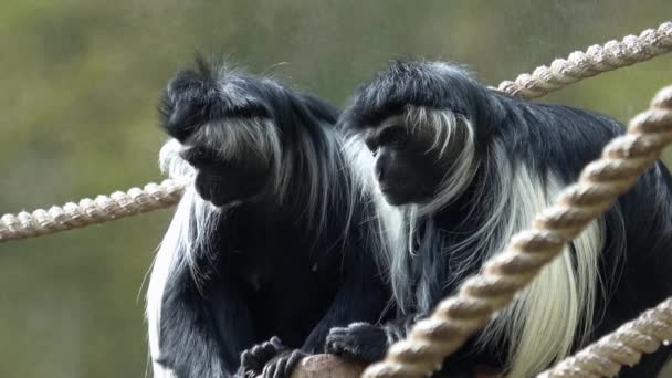 Habešská Černobílá Colobus Opice — Stock video