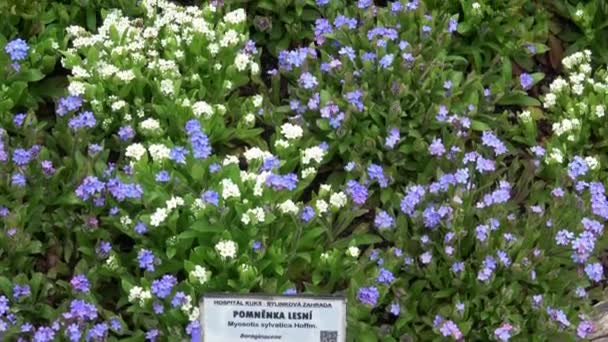 Niebieskie Białe Kwiaty Niezapominające Mnie Myosotis Sylvatica Kwiaty Leśne — Wideo stockowe