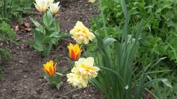 Beautiful Close Spring Garden Daffodils Tulips — Vídeo de stock