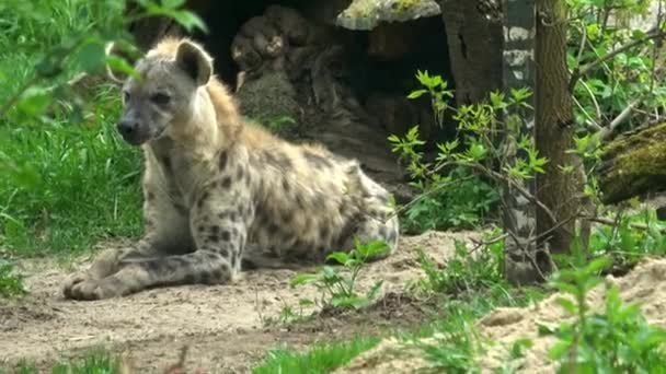 Spotted Hyena Sits Crocuta Crocuta — Vídeos de Stock