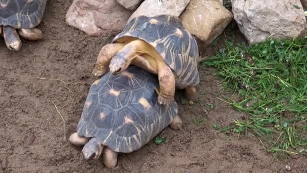 Two Turtles Copulating Madakascar Tortoise Pyxis Arachnoides — Vídeo de Stock