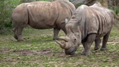 Güney beyaz gergedanı (Ceratotherium simum simum). Kritik tehlike altındaki hayvan türleri.