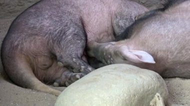 Orycteropus anne göğsünü emzirdikten sonra. Karıncayiyen sırt üstü uzanıyor.