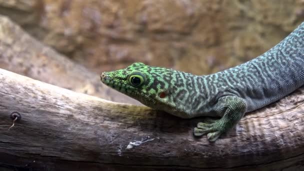 Madagascar Giant Day Gecko Phelsuma Grandis — Stok Video