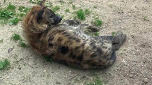 Spotted Hyena Sits Crocuta Crocuta — 비디오