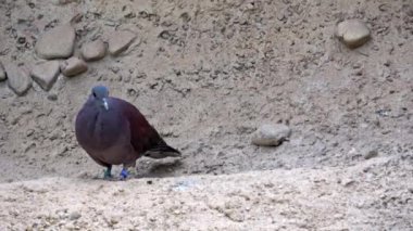 Malagasy kaplumbağa güvercini (Nesoenas picturatus) oturmuş kayanın üzerinde bekliyor.