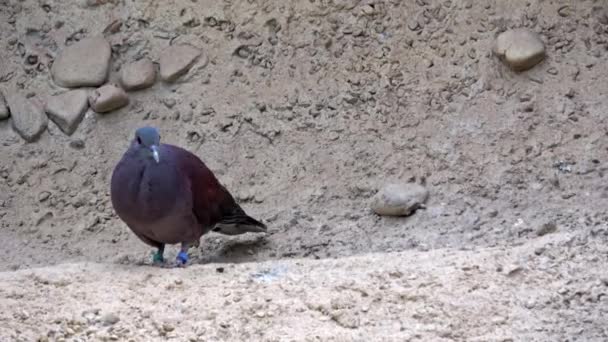 Malagassische Tortelduif Nesoenas Picturatus Zittend Wachtend Rots — Stockvideo