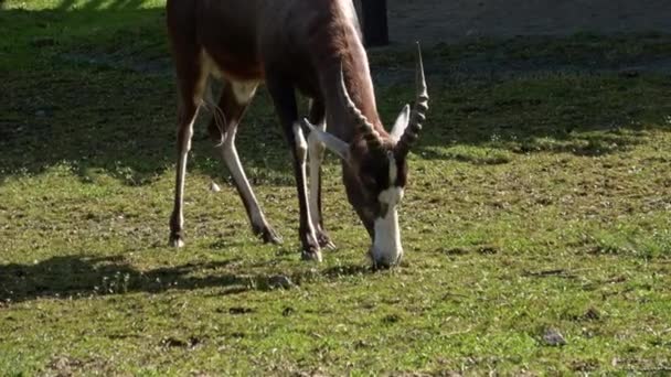 Prachtige Antilope Eet Het Gras — Stockvideo