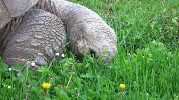 Aldabra Jätte Sköldpadda Aldabrachelys Gigantea Äta Gräs — Stockvideo