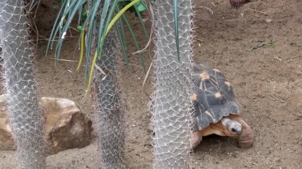 Madakascar Sköldpadda Pyxis Arachnoides Sköldpadda Går Marken — Stockvideo