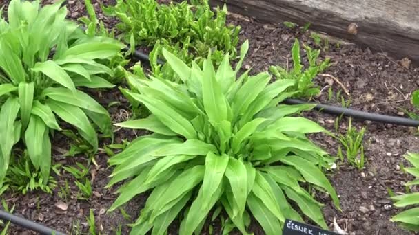 Hastes Verdes Allium Ursinum Primavera Alho Urso Plantas Medicinais Jardim — Vídeo de Stock