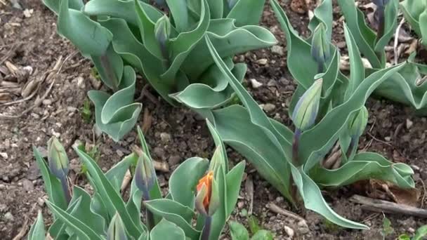 Green Leaves Tulip Spring Plants Garden — Wideo stockowe