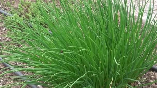 Chives Allium Schoenoprasum Άνθιση Μωβ Βιολετί Λουλούδια Και Πράσινα Στελέχη — Αρχείο Βίντεο