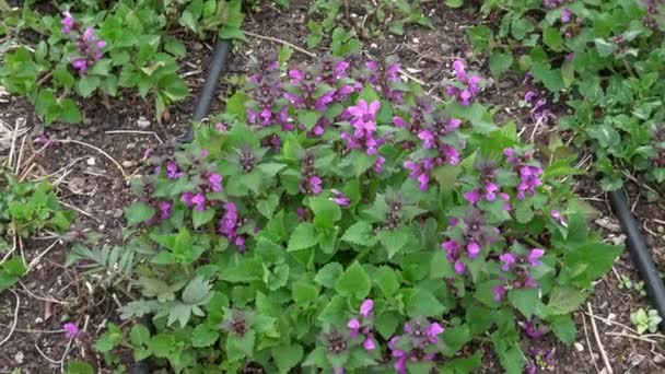 Różowe Kwiaty Plamistego Pokrzywy Lamium Maculatum Rośliny Lecznicze Ogrodzie — Wideo stockowe