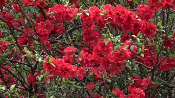 Red Flowers Japanese Flowering Quince Chaenomeles Superba — Video