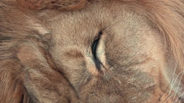 Barbaarse Leeuw Panthera Leo Leo Slapende Leeuw — Stockvideo