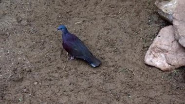 Malagasy kaplumbağa güvercini (Nesoenas picturatus) oturmuş kayanın üzerinde bekliyor.