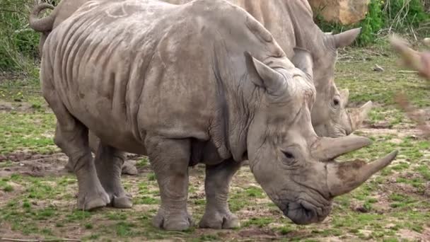 Rinoceronte Blanco Del Sur Ceratotherium Simum Simum Especies Animales Peligro — Vídeo de stock