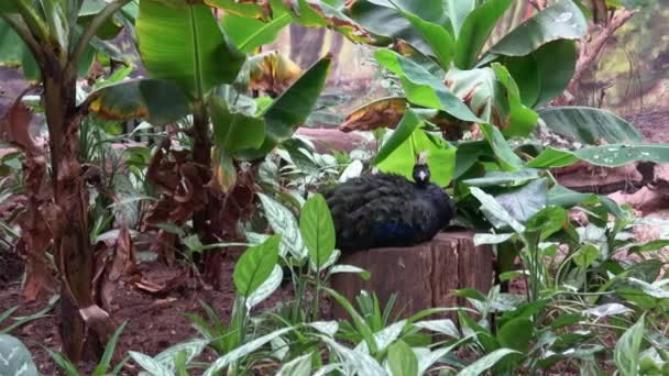 Burung Merak Kongo Atau Burung Merak Kongo Afropavo Congensis — Stok Video