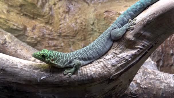 Мадагаскар Гігантський День Gecko Амніотичній Грандіс — стокове відео