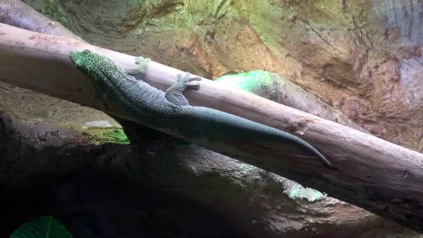 Madagascar Gecko Día Gigante Phelsuma Grandis — Vídeo de stock