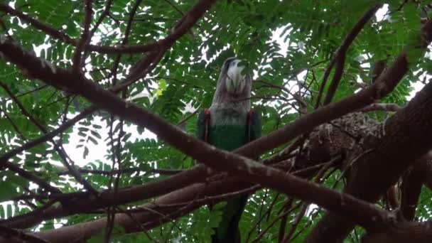 Loro Poicephalus Robustus Pájaro Exótico Sentado Árbol — Vídeos de Stock