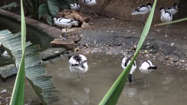 Flock Pied Avocets Black White Wader Bird Recurvirostra Avosetta — 图库视频影像