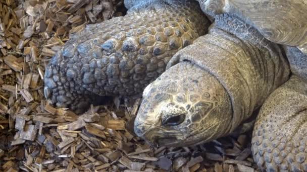 Żółw Afrykański Centrochelys Sulcata Zwany Również Żółwiem Siarczanowym — Wideo stockowe