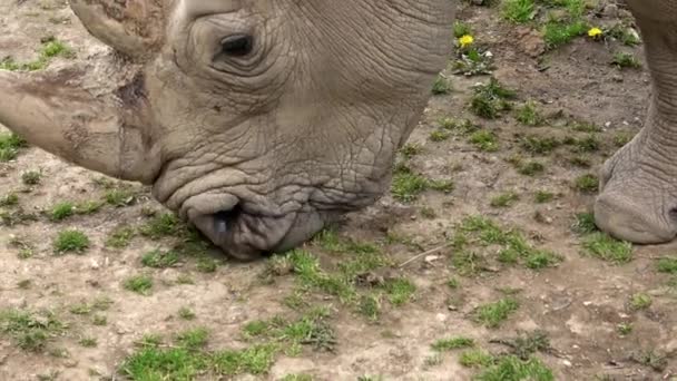 Южный Белый Носорог Ceratotherium Simum Simum Виды Животных Находящиеся Угрозой — стоковое видео