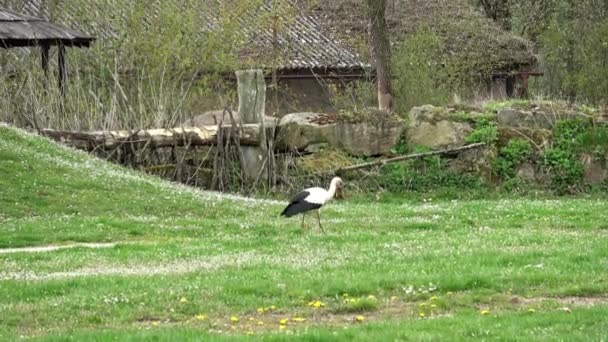 White Stork Ciconia Ciconia Walks Meadow — Video Stock