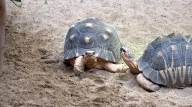 Madagascar tortoise (Pyxis arachnoides) .Tortoises are resting