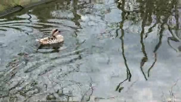 Pływanie Kaczką Marmurkową Marmaronetta Angustirostris — Wideo stockowe