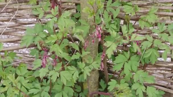 Krásné Květiny Dicentra Spectabilis Zahradě — Stock video