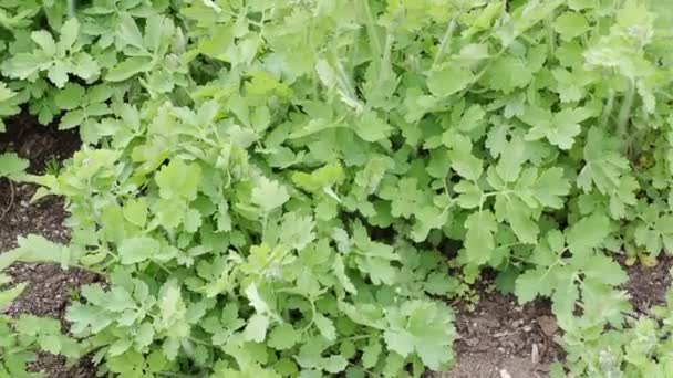 Greater Celandine Chelidonium Majus Tetterwort Nipplewort Swallowwort Medicinal Plants — Stockvideo