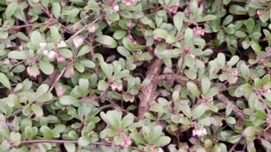 Tıbbi özellikleri olan bir bitki. Arctostaphylos uva-ursi 'den ayrılıyor