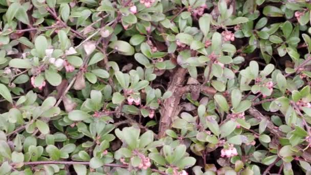 Plant Medicinal Properties Leaves Arctostaphylos Uva Ursi — Vídeo de Stock