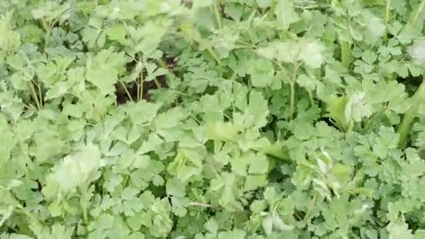 Green Leaves Aquilegia Caerulea Medicinal Plants — Vídeo de stock