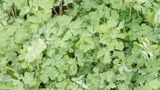 Green Leaves Aquilegia Caerulea Medicinal Plants — Stok video