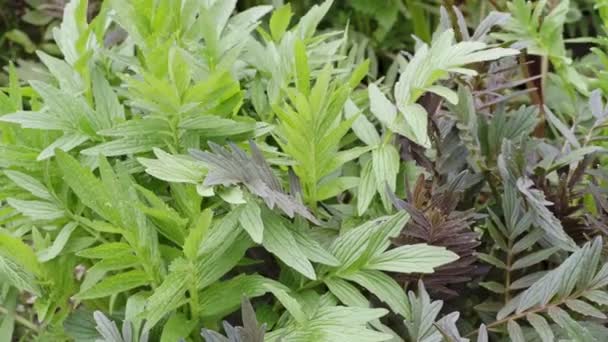 Valeriana Officinalis Leaves Common Valerian Medicinal Plants — стоковое видео